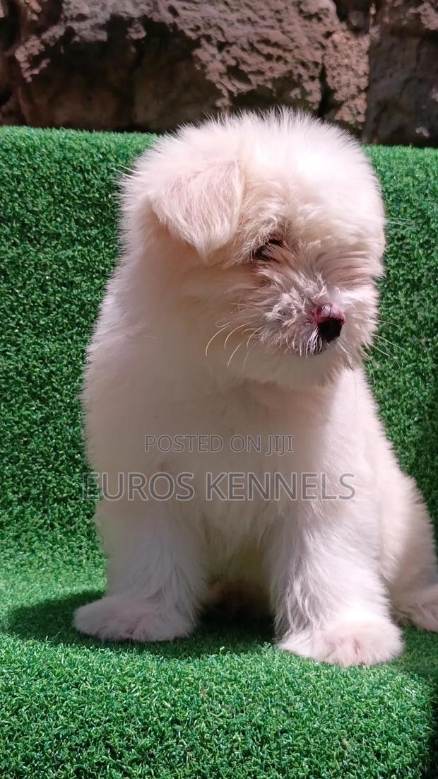 1-3 months Female Purebred Havanese - thumbnail 7