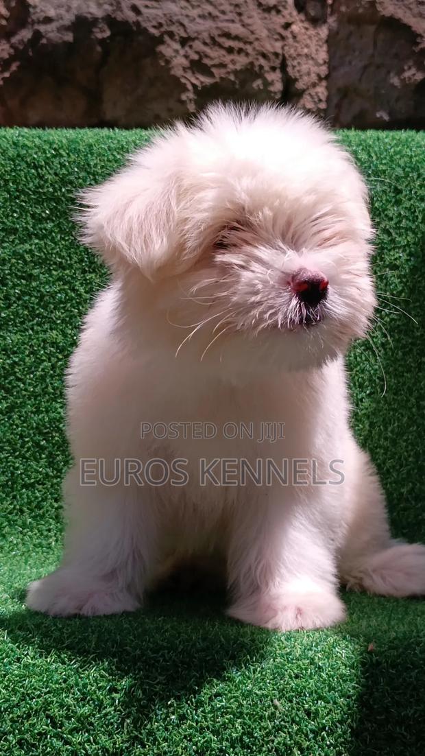 1-3 months Female Purebred Havanese - thumbnail 8