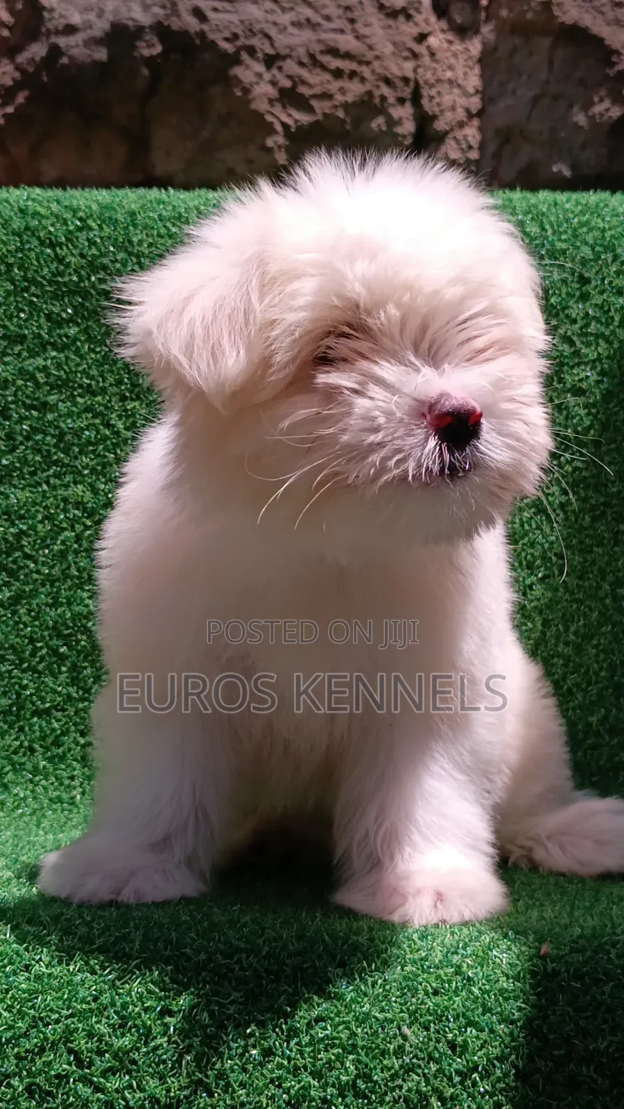 1-3 months Female Purebred Havanese