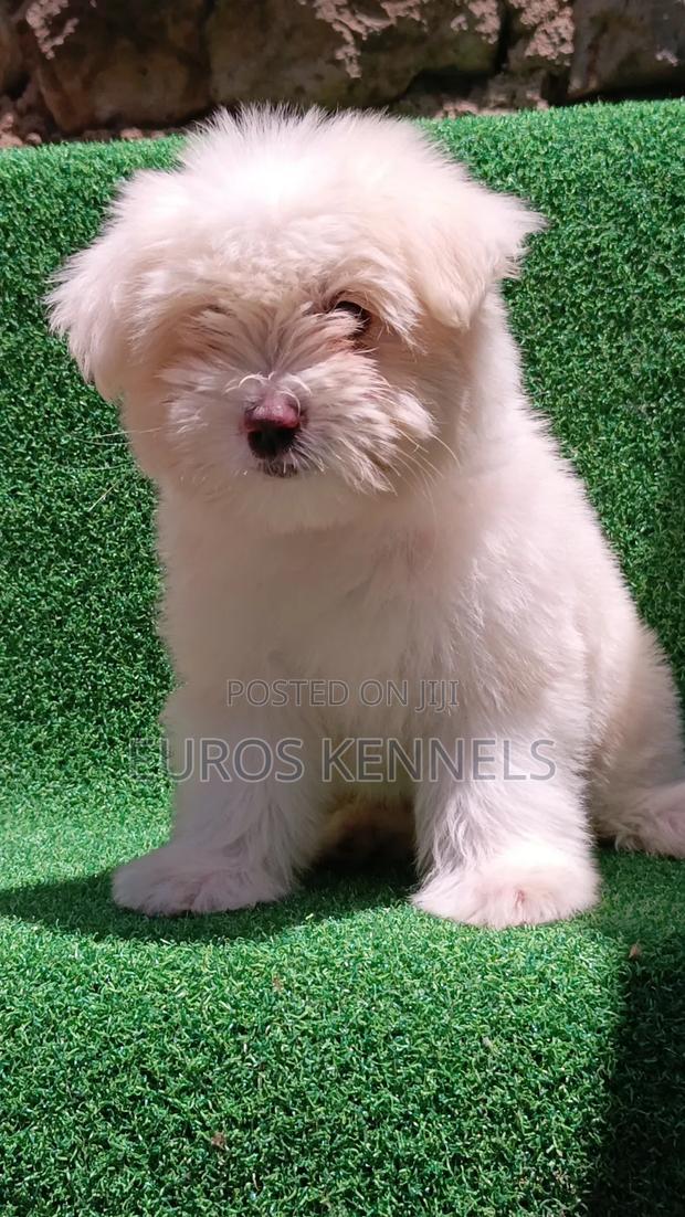 1-3 months Female Purebred Havanese - thumbnail 9