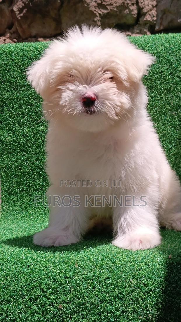 1-3 months Female Purebred Havanese - thumbnail 10