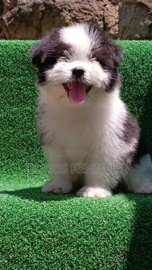 1-3 months Male Purebred Havanese