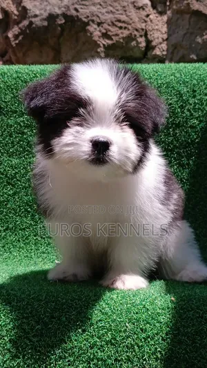 1-3 months Male Purebred Havanese