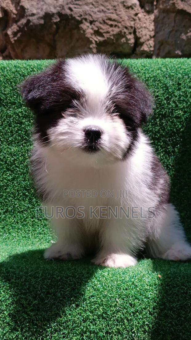 1-3 months Male Purebred Havanese - thumbnail 3