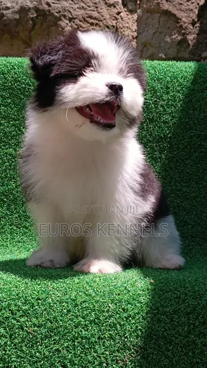 1-3 months Male Purebred Havanese