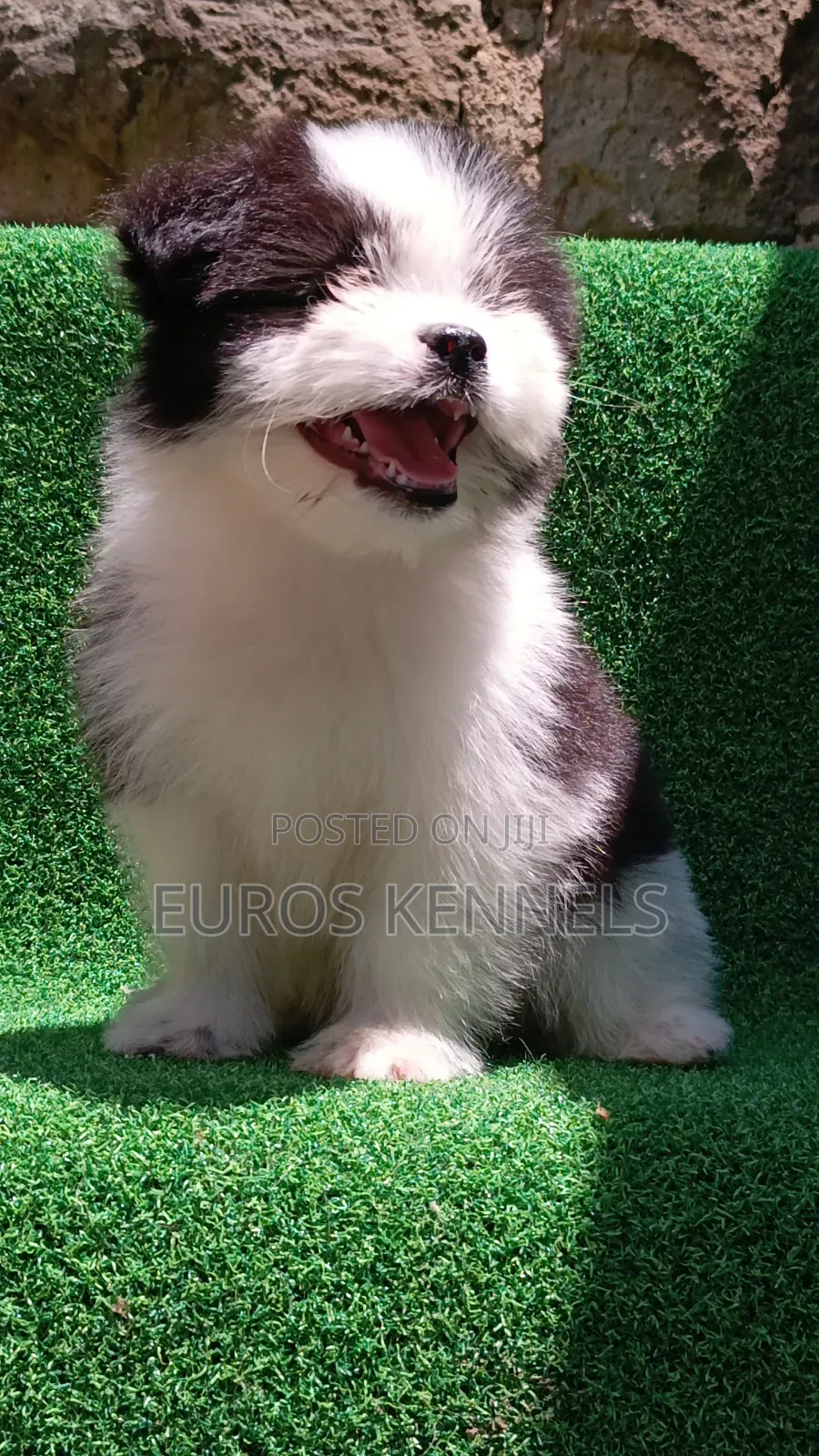 1-3 months Male Purebred Havanese