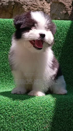 1-3 months Male Purebred Havanese