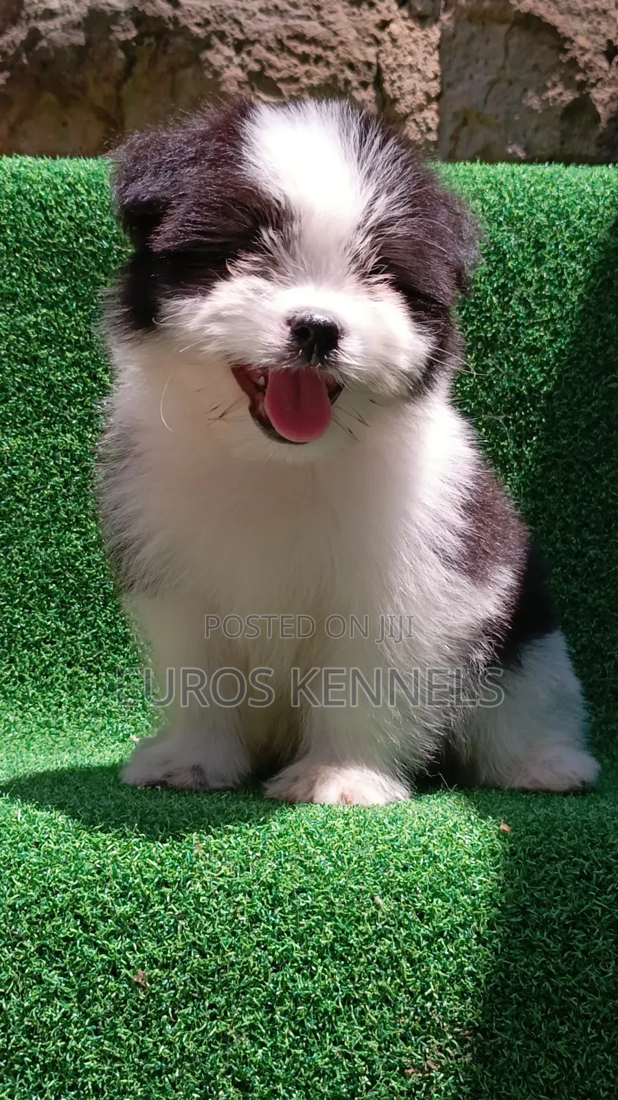 1-3 months Male Purebred Havanese