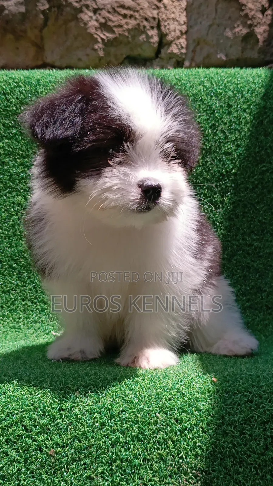 1-3 months Male Purebred Havanese