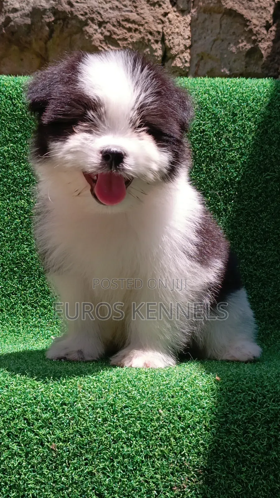 1-3 months Male Purebred Havanese