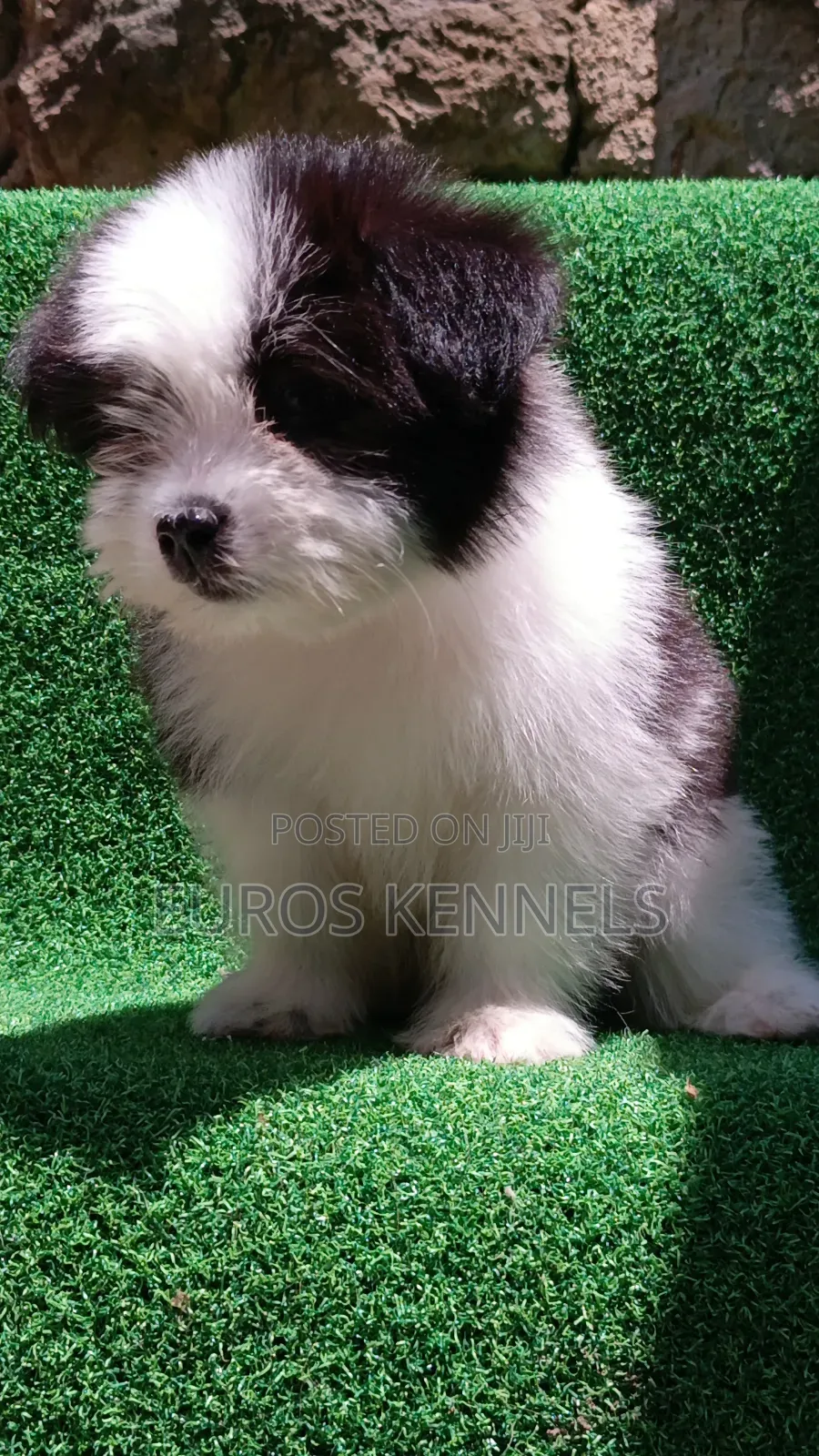 1-3 months Male Purebred Havanese