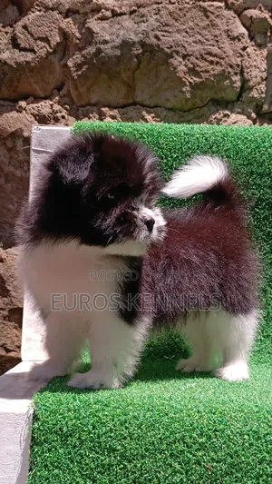 1-3 months Male Purebred Havanese