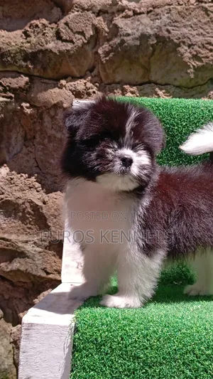 1-3 months Male Purebred Havanese