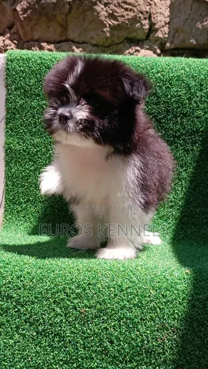 1-3 months Male Purebred Havanese