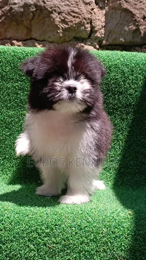 1-3 months Male Purebred Havanese