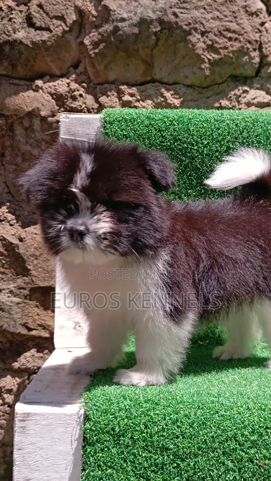 1-3 months Male Purebred Havanese