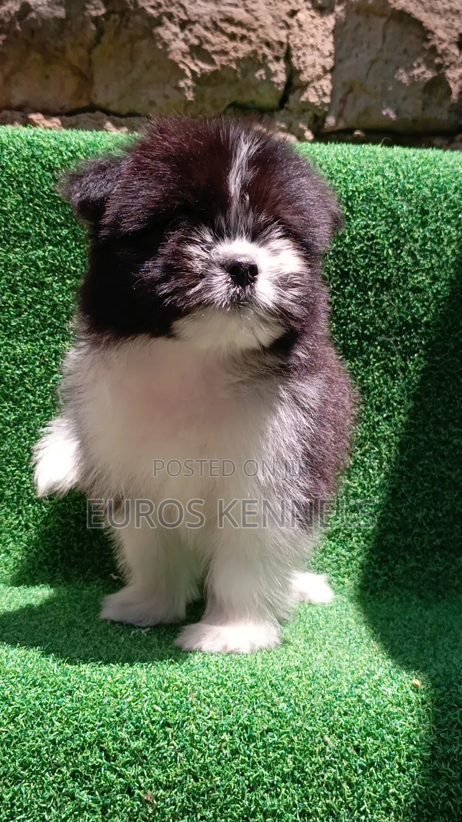1-3 months Male Purebred Havanese