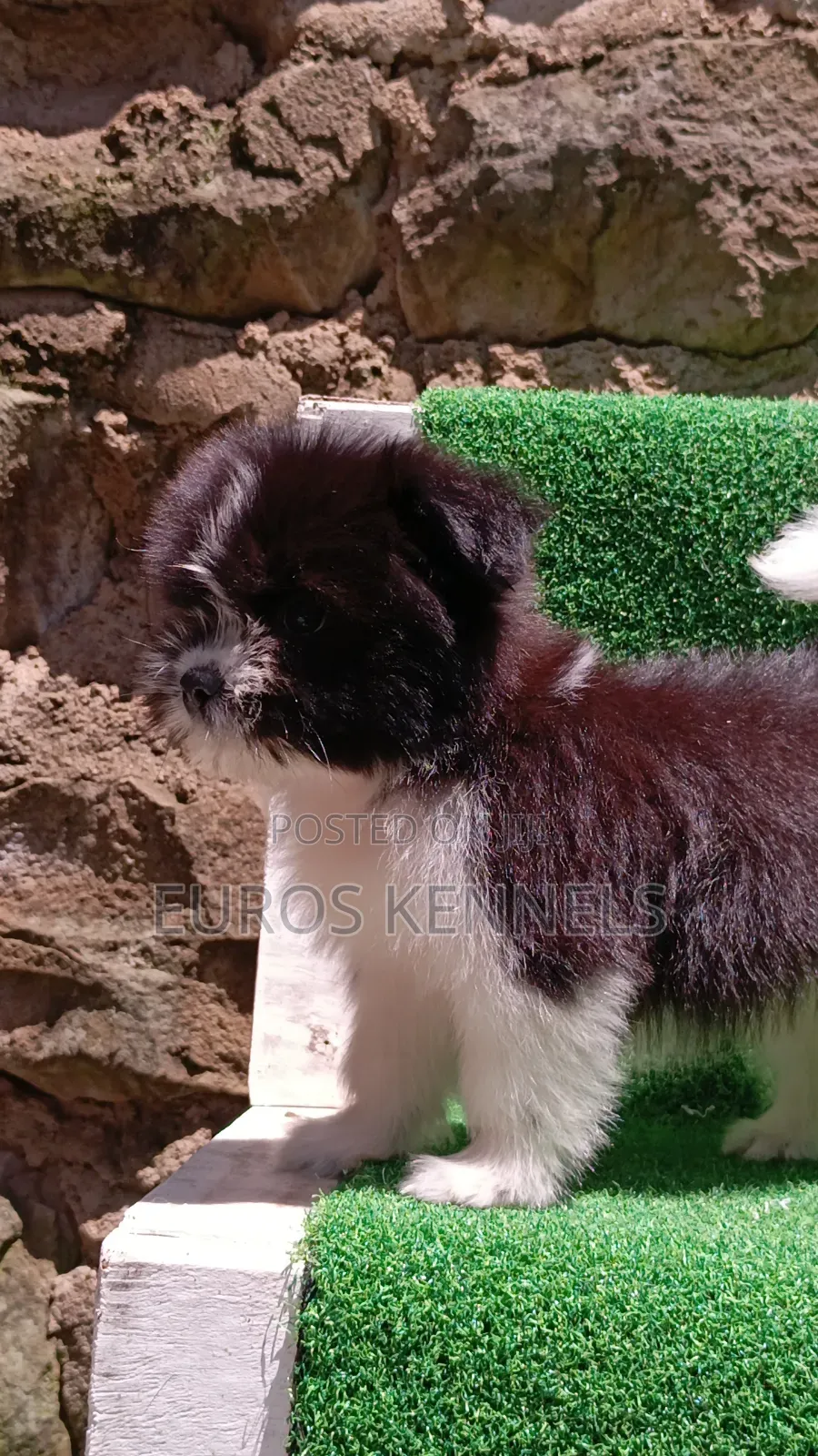 1-3 months Male Purebred Havanese