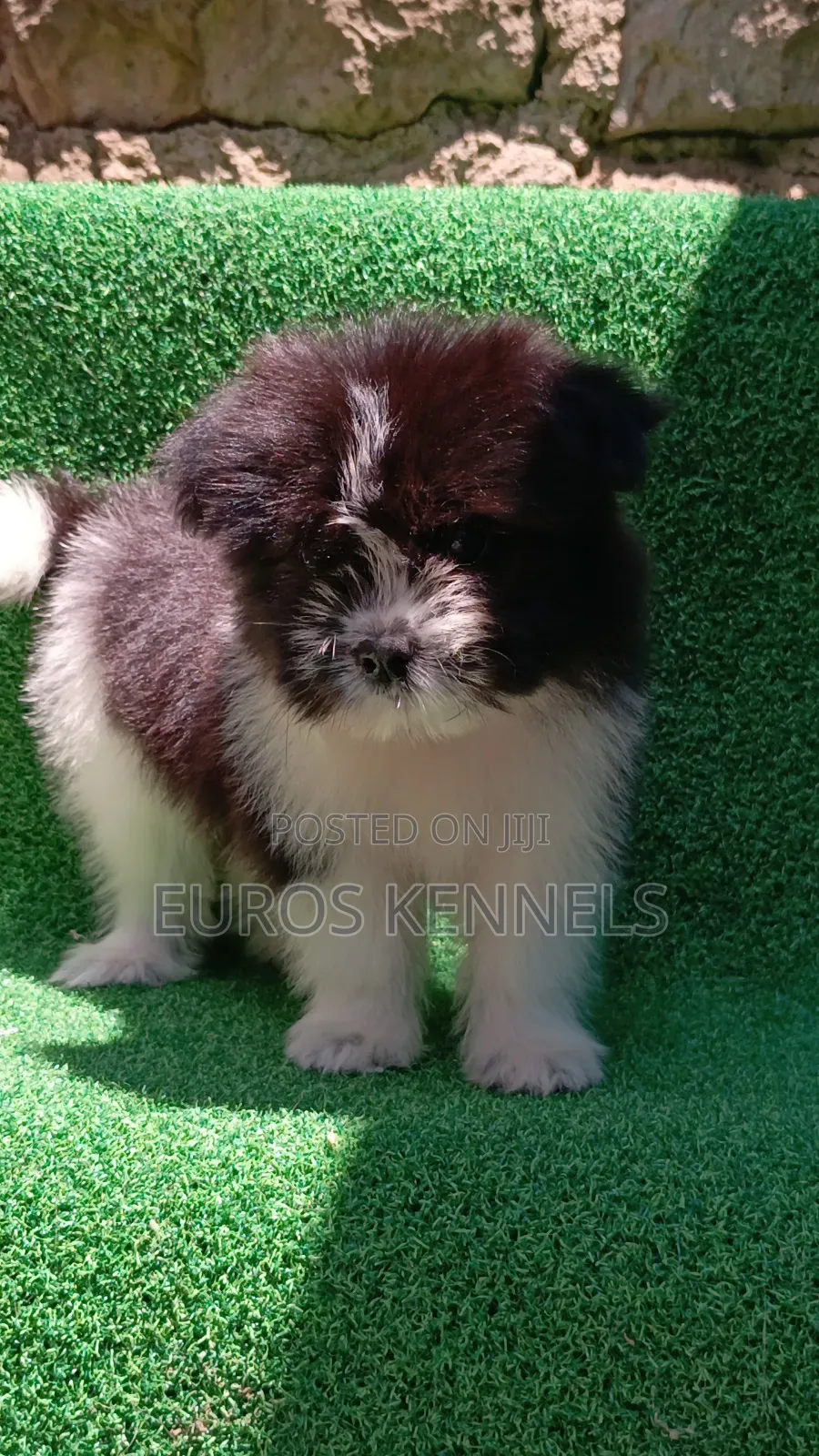 1-3 months Male Purebred Havanese