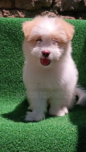 1-3 months Female Purebred Havanese