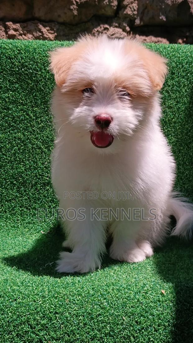 1-3 months Female Purebred Havanese - thumbnail 2