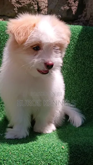 1-3 months Female Purebred Havanese