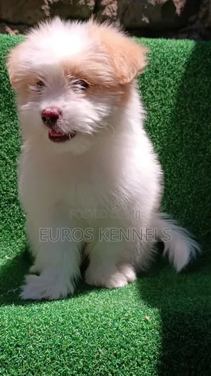 1-3 months Female Purebred Havanese