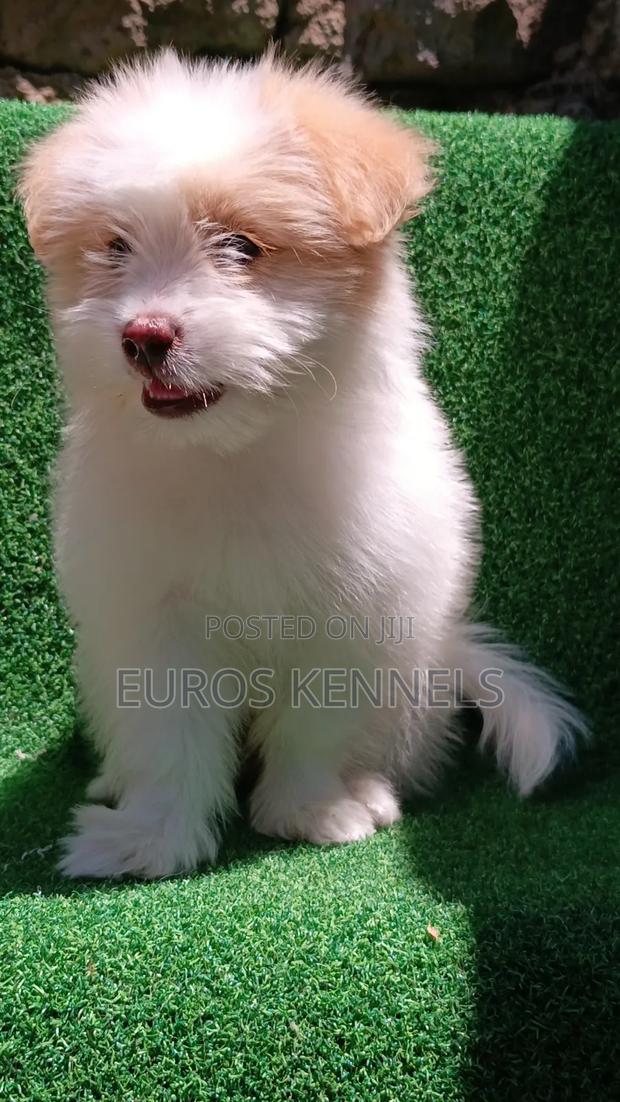 1-3 months Female Purebred Havanese - thumbnail 4