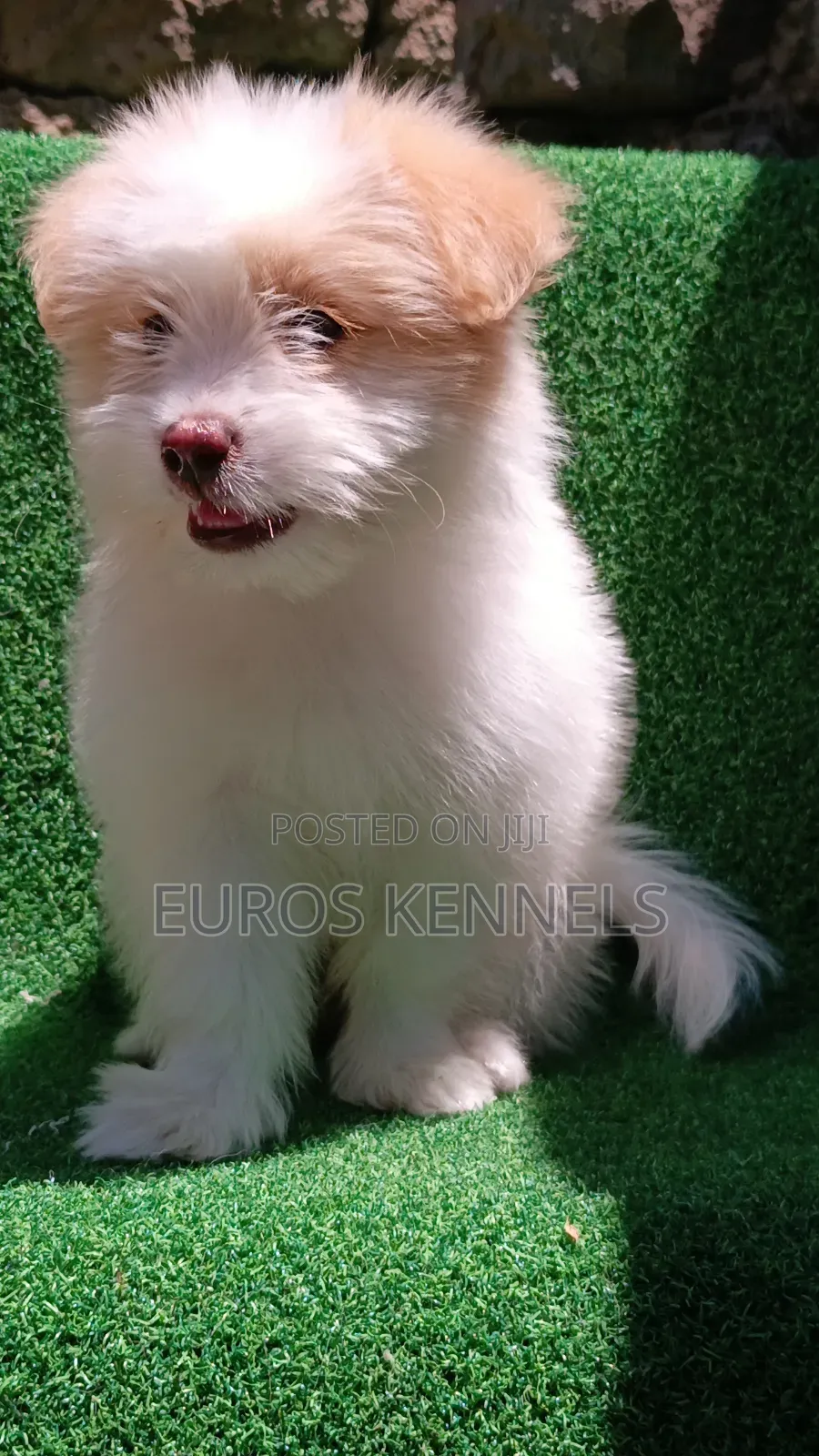 1-3 months Female Purebred Havanese