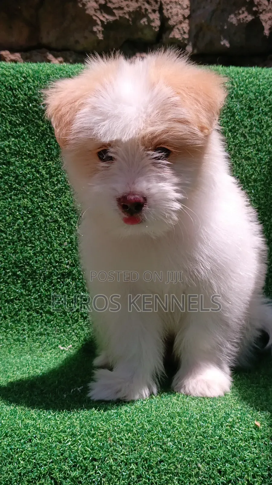 1-3 months Female Purebred Havanese