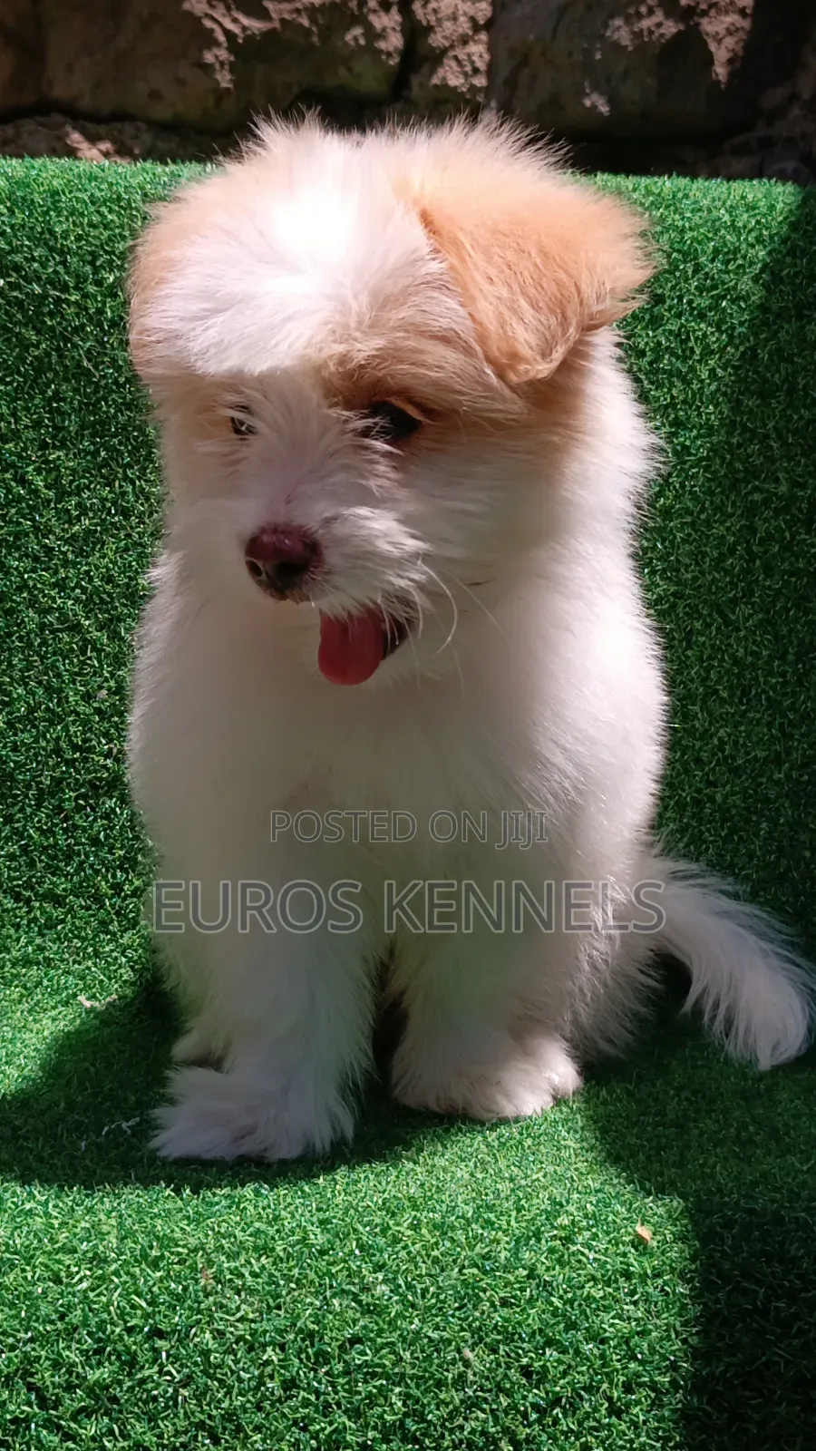 1-3 months Female Purebred Havanese