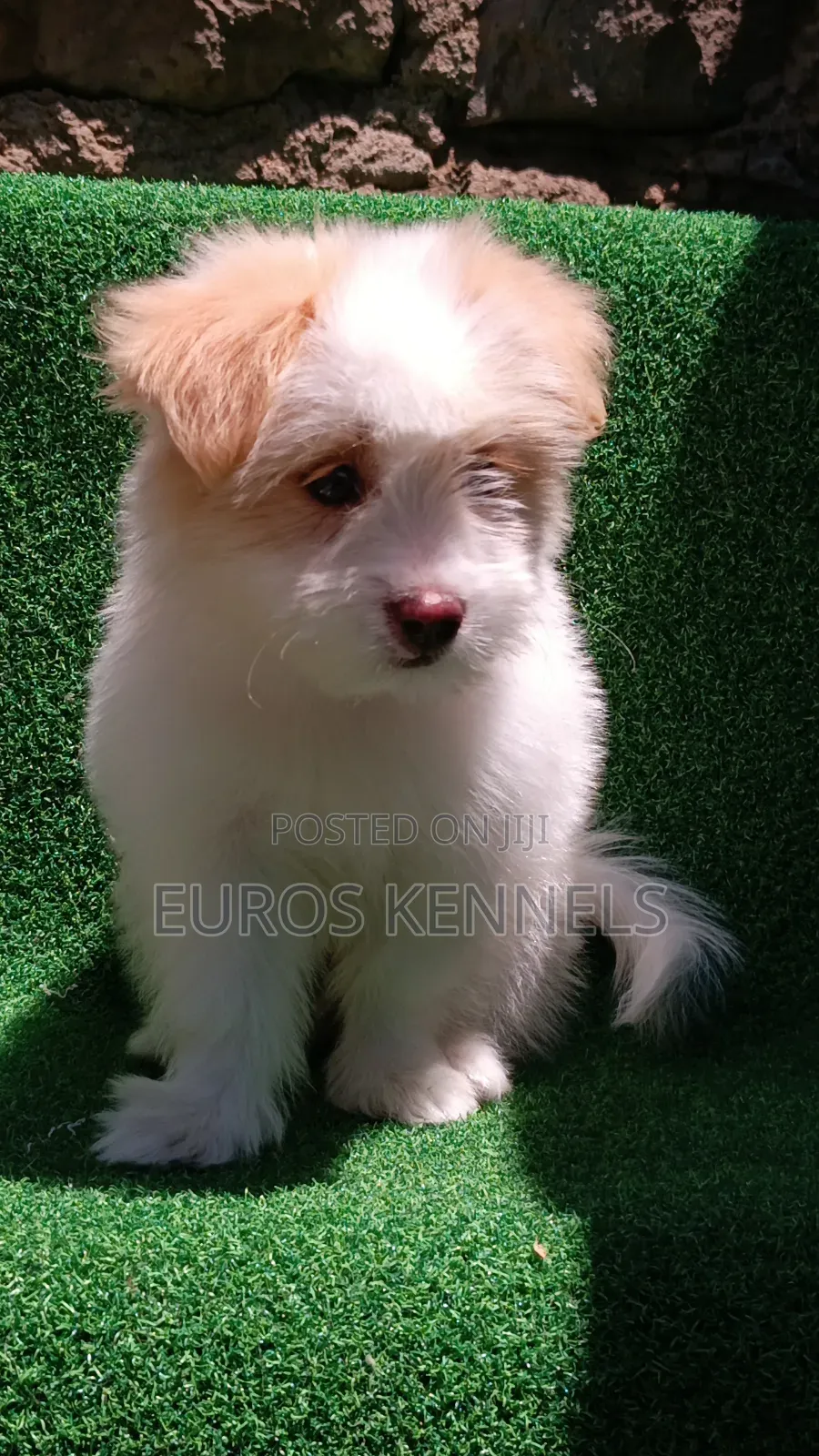 1-3 months Female Purebred Havanese