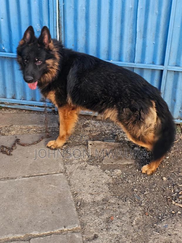 6-12 months Male Purebred German Shepherd