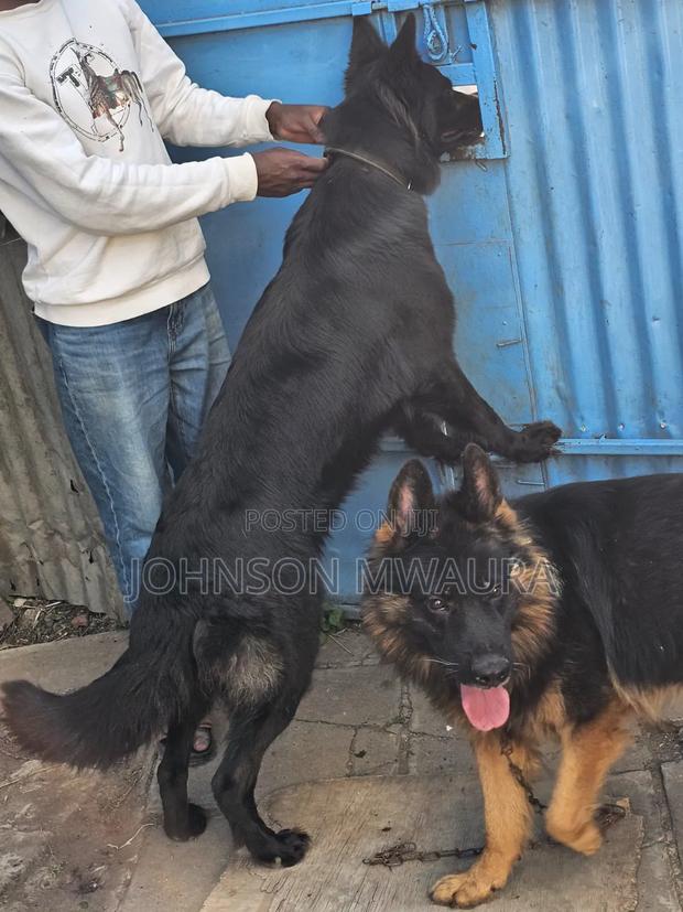 6-12 months Male Purebred German Shepherd - thumbnail 2