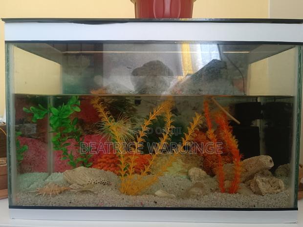 Fish Aquarium