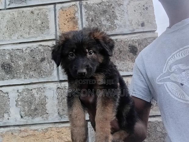 1-3 months Male Purebred German Shepherd