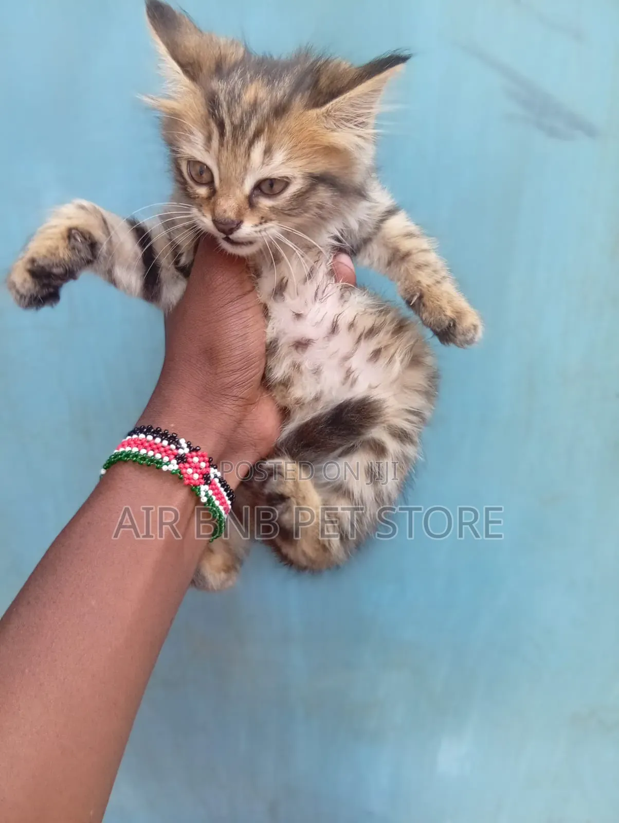 1-3 months Female Purebred American Curl