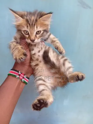 1-3 months Female Purebred American Curl