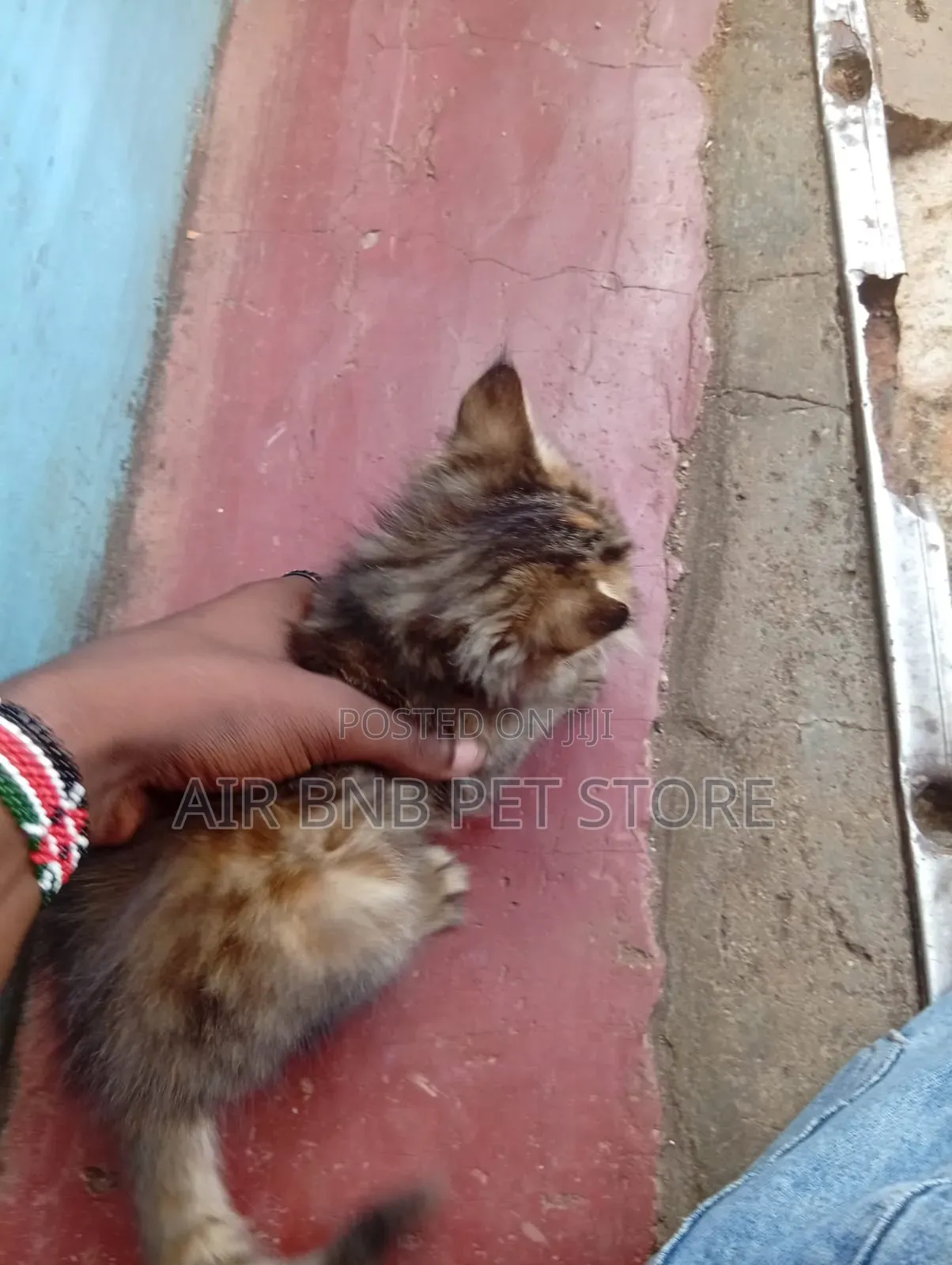 1-3 months Female Purebred American Curl