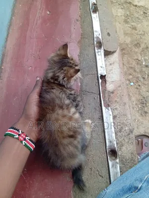 1-3 months Female Purebred American Curl