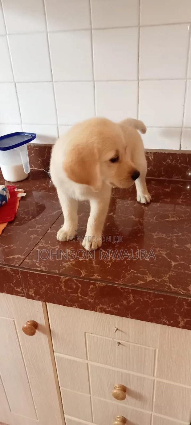 1-3 months Male Purebred Labrador Retriever