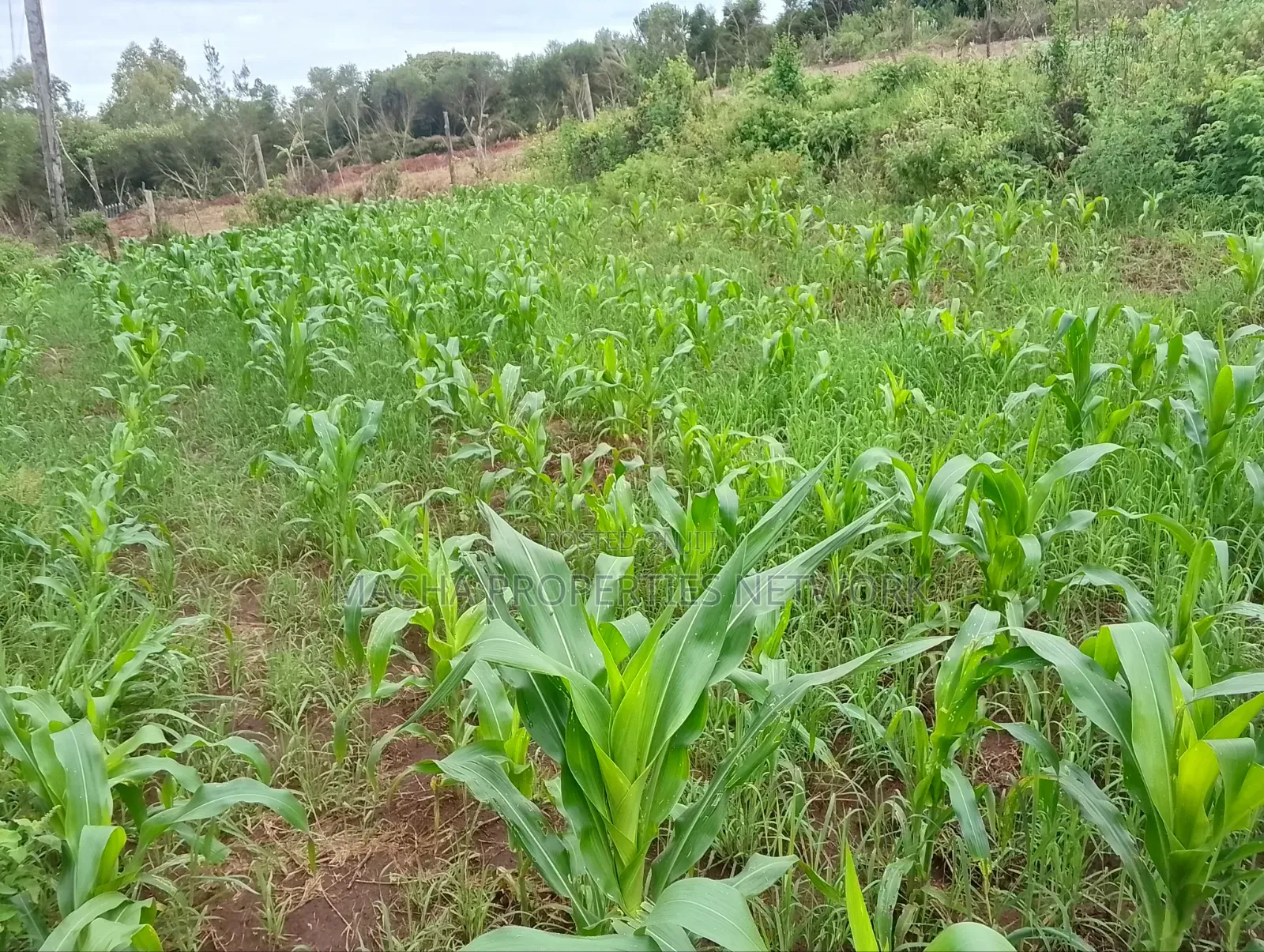1/4 Quarter Plot Mua Hills Fronting Tarmac Road