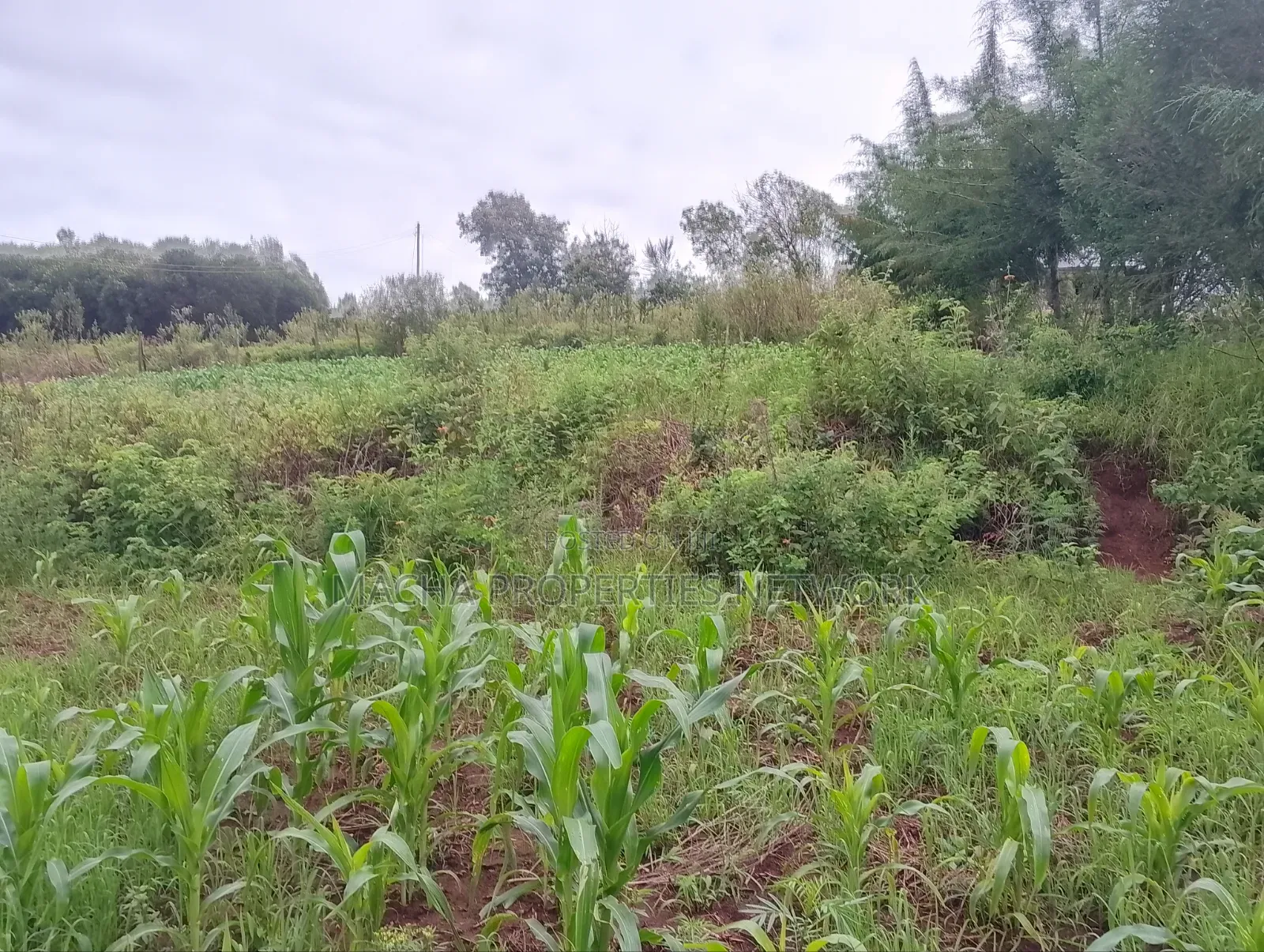 1/4 Quarter Plot Mua Hills Fronting Tarmac Road