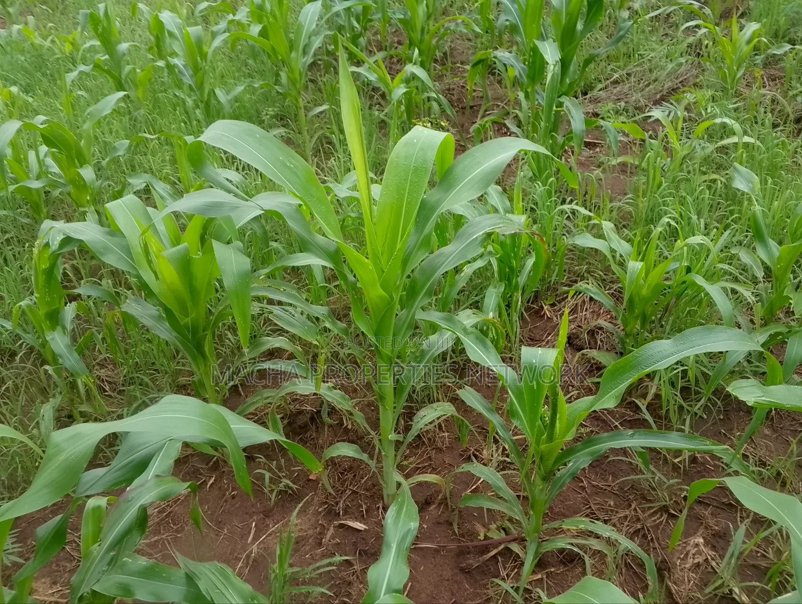 1/4 Quarter Plot Mua Hills Fronting Tarmac Road