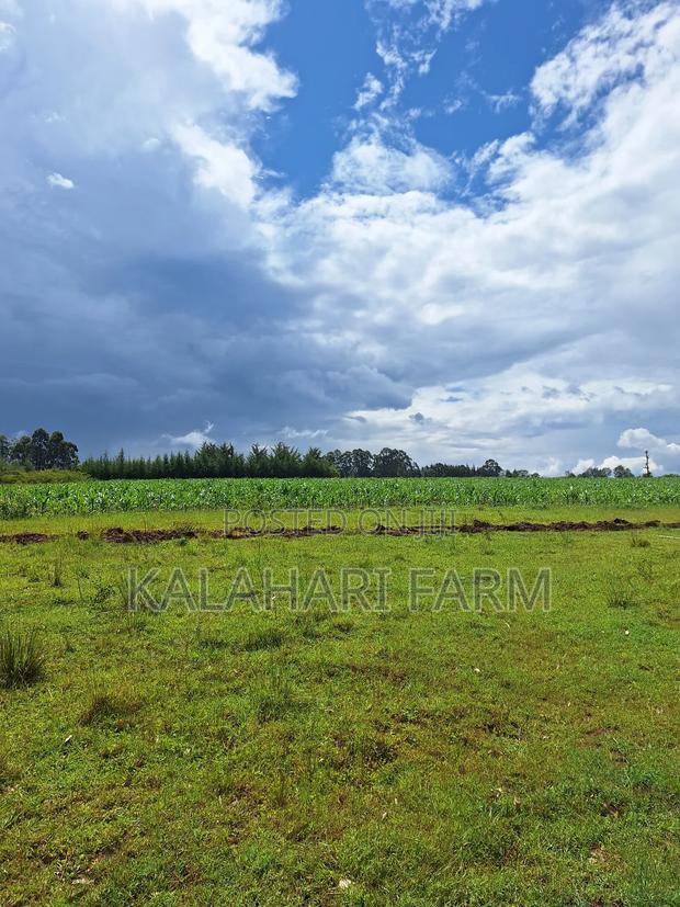 Prime Land for Sale – Trans Nzoia (Kitale Area) - thumbnail 3