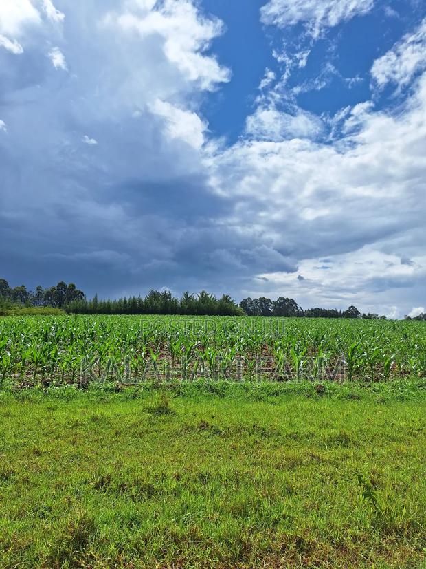 Prime Land for Sale – Trans Nzoia (Kitale Area) - thumbnail 4