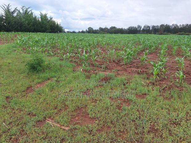Prime Land for Sale – Trans Nzoia (Kitale Area) - thumbnail 5