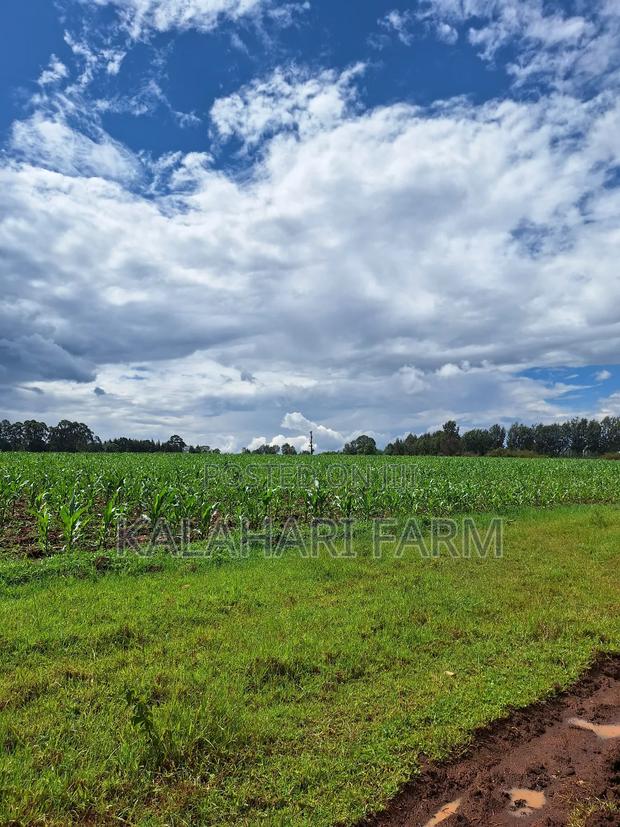 Prime Land for Sale – Trans Nzoia (Kitale Area) - thumbnail 6