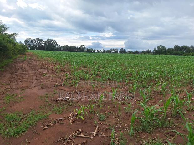 Prime Land for Sale – Trans Nzoia (Kitale Area) - thumbnail 7