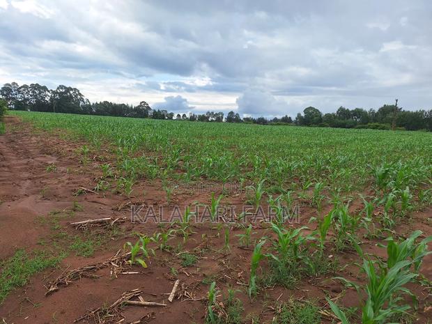 Prime Land for Sale – Trans Nzoia (Kitale Area) - thumbnail 8